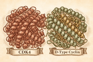 Cell-Cycle Targeted Cancer Therapy: CDK4 Inhibitors Step Into the Spotlight