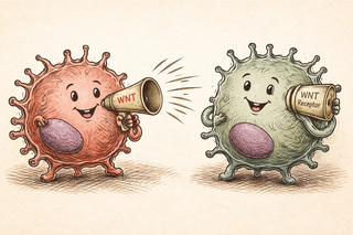 The Secret Society Inside Your Pancreatic Tumor