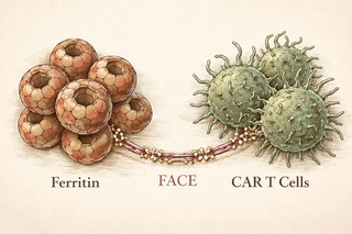 Math problem: 24 × 1 = a cure?