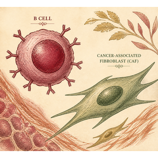 Stress, Tumors, and a Really Unwanted Supply Chain