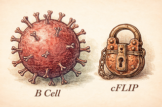 The Protein That Helped Lymphoma Keep Dodging the Bouncer
